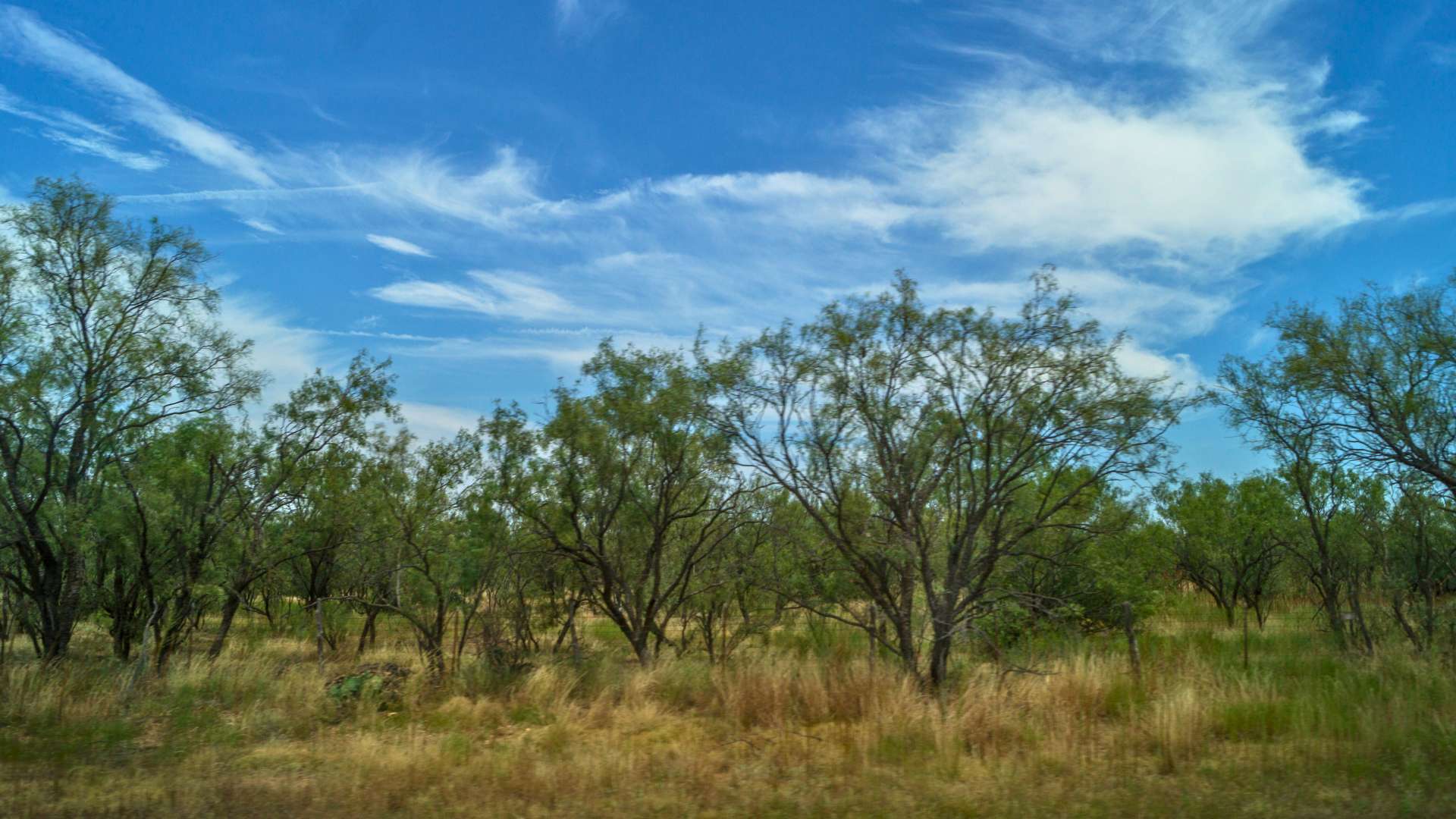 Mesquite Texas Bushes in a Field